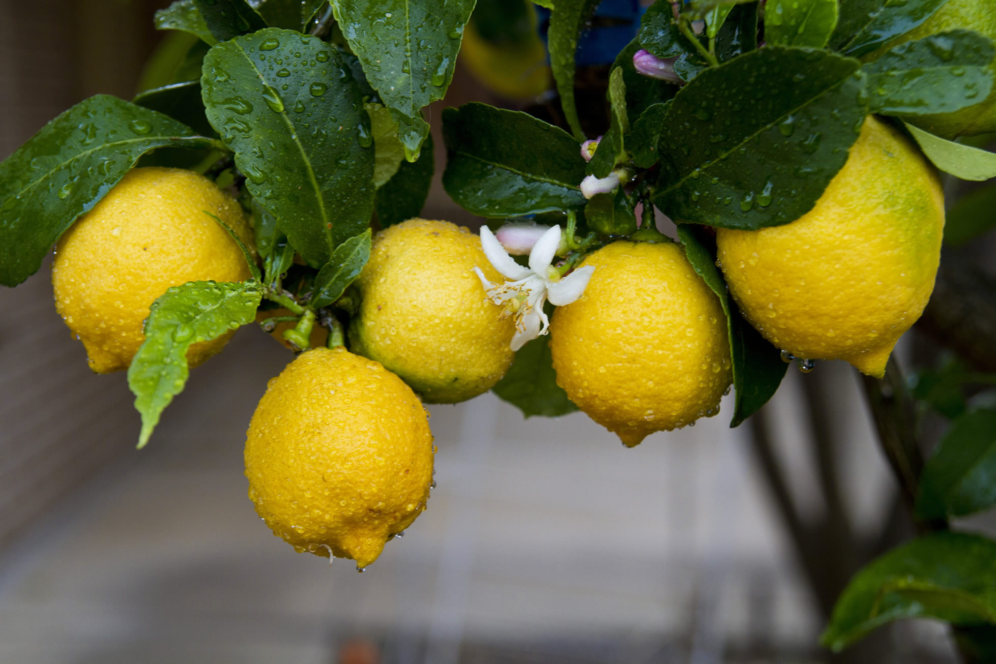 Плодоносящие ветки лимона